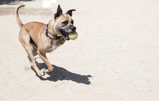 Three-legged Boxer Mix Playing with a Tennis Ball - The Amanda Collection