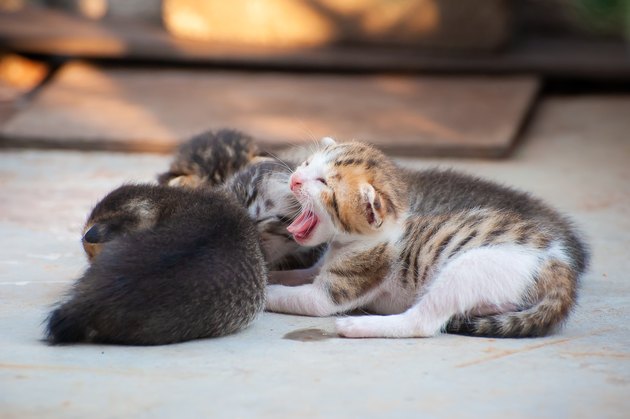 Little Meow in the garden