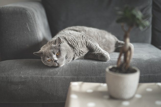 Are Bonsai Plants Harmful to Cats? | Cuteness