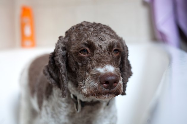 dog in bathtub