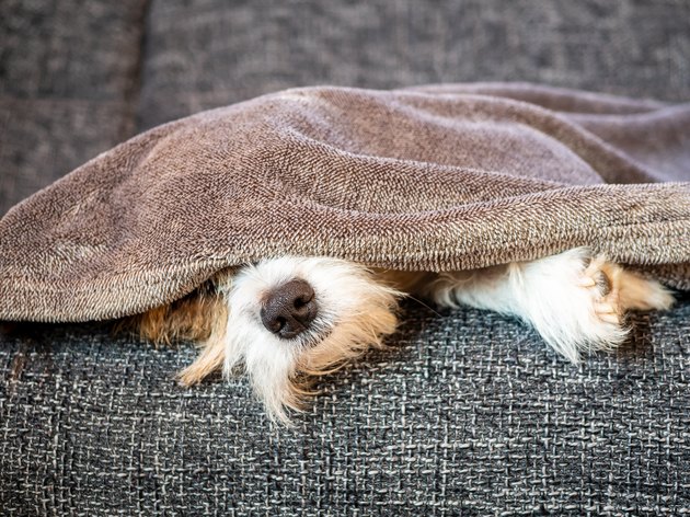 Dog nose and paws peek out from under a gray blanket