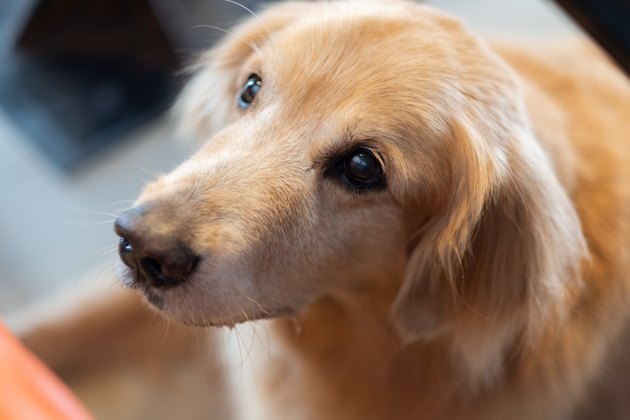 Close-Up Of Golden Retriever