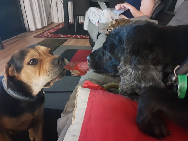 Close up of two dogs having a tug of war