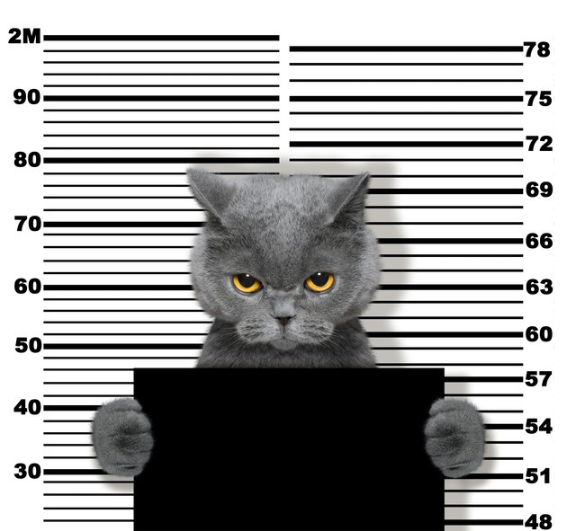 Bad cat at the police station. Photo on white