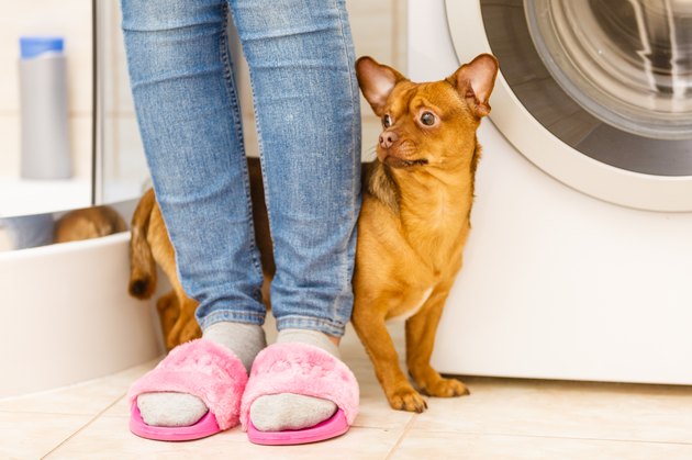Small dog hiding behind owner