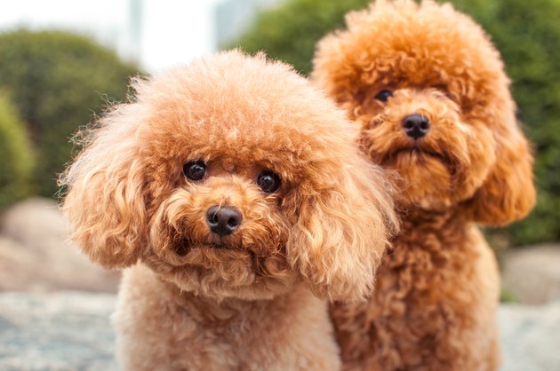 Two friendly dog.