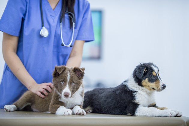 Preparing To Examine Dogs