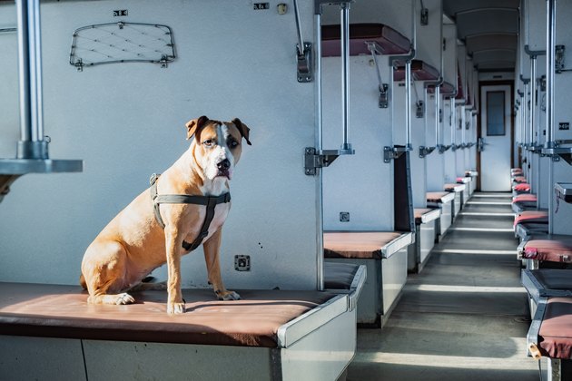 Dog sits in an empty vintage passenger train car