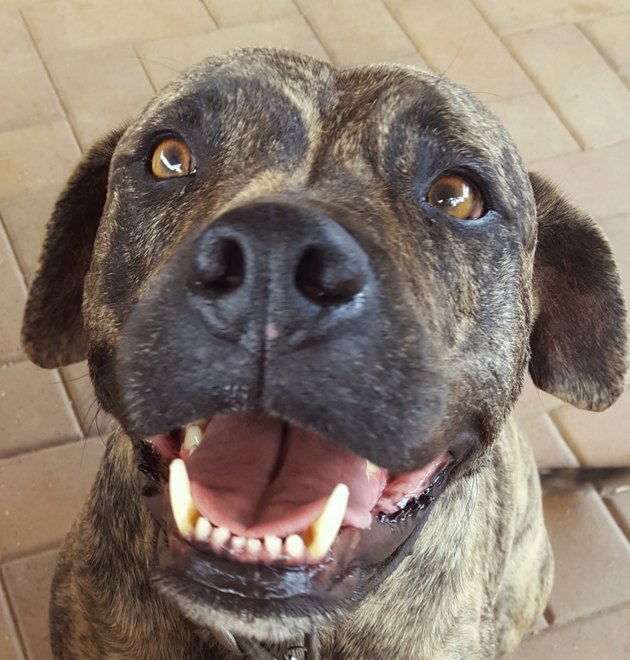 Brindle Staffordshire terrier.