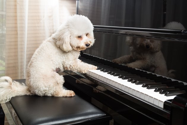 Concept of cute poodle dog playing upright grand piano