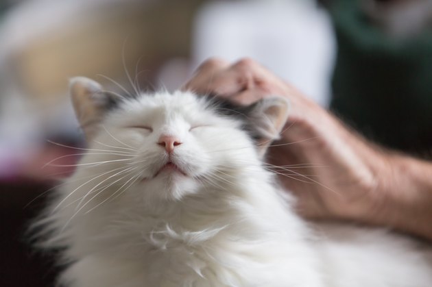 Furry Friend