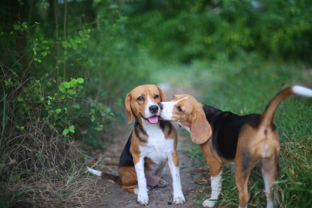 two cute beagles in a forest
