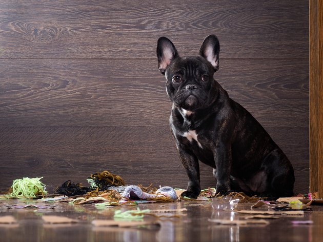 Blame the dog among the pieces of paper
