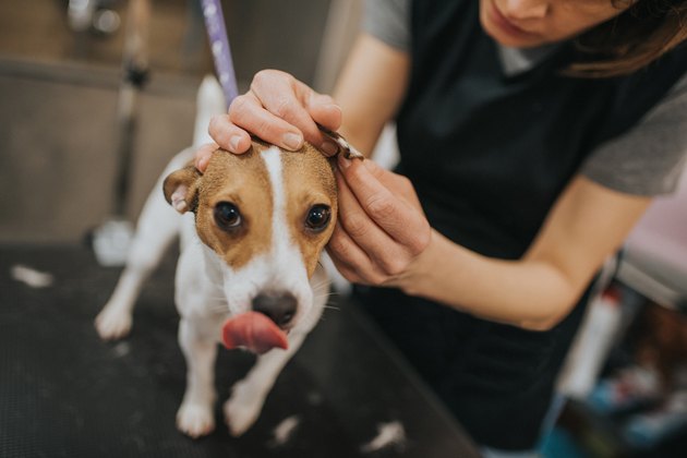 Cleaning dog ears
