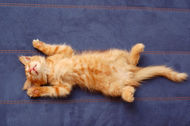 kitten sleeps on the back