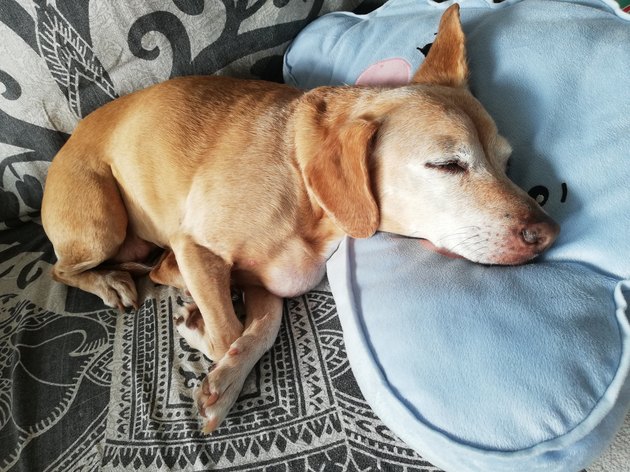 Sweet sleeping dog
