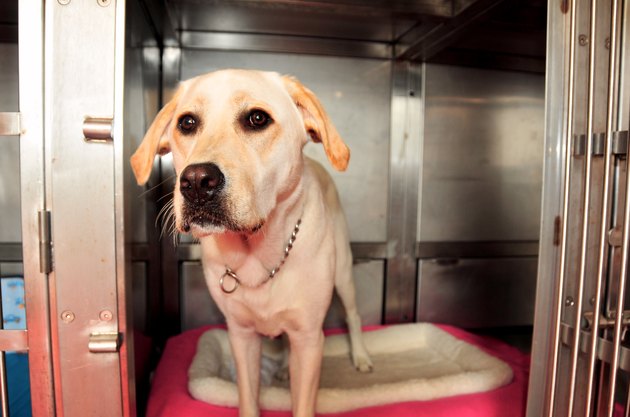 dog in Cruise Ship Kennel