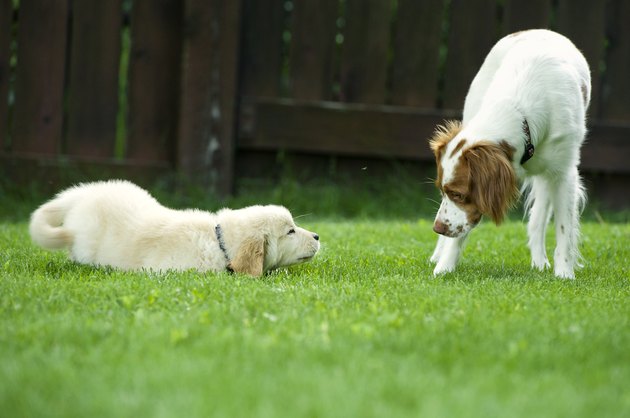 dogs learning to play together on grass