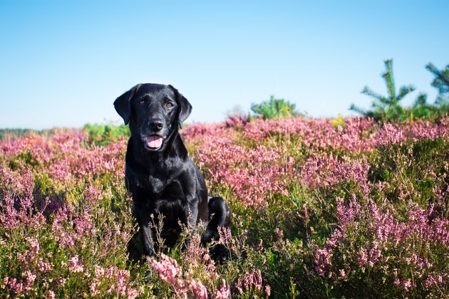 Happy Looking Dog