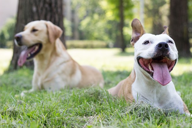 two large dogs lying in the grass smiling with their tongues hanging out.