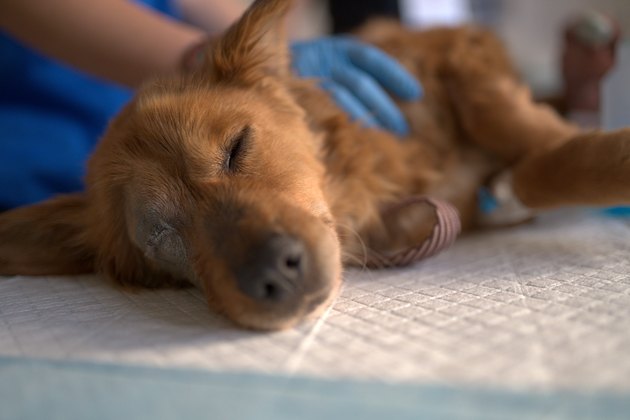 Stid puppy saved from the street and brought to the veterinarians to be examined.