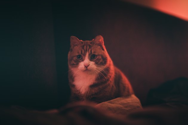 A ginger cat looking at you in night.