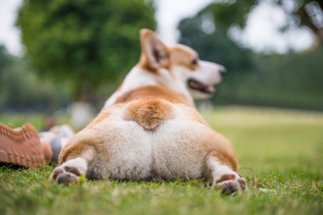 The corgi dog on the grass in the park