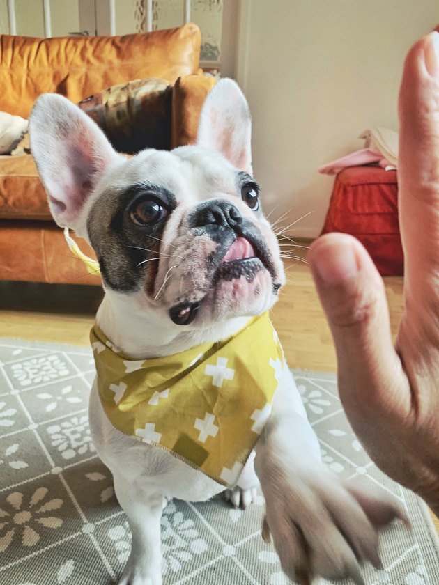PortraFrench Bulldog puppy in yellow bandana giving high five