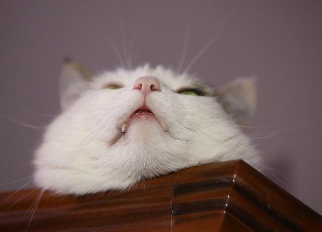 cat funny photo lay nap on cupboard close up photo