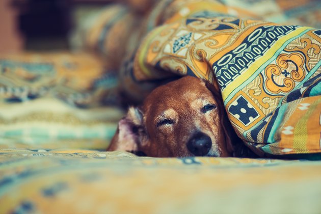 Old funny dog is sleeping sweetly on the couch