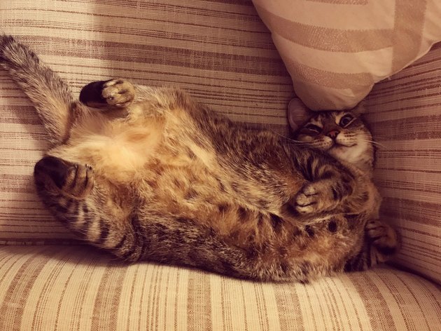 Why Do Cats Show You Their Belly, Then Get Mad When You Touch It ...