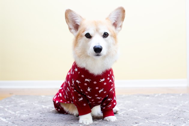 Pembroke Welsh Corgi wearing pajamas