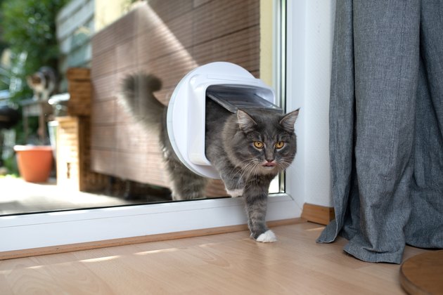 cat going through cat flap