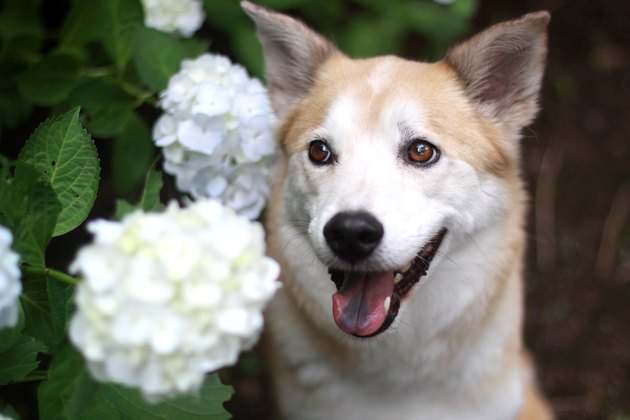 dog in front of white hydrangeas