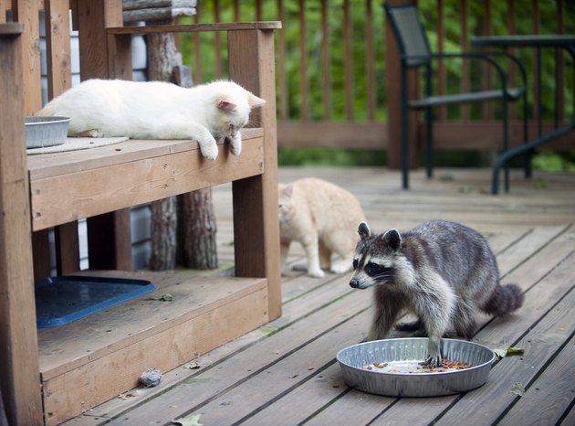 Raccoon stealing cat food while cats look on
