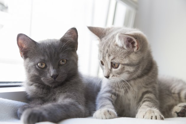 Two cute little British shorthair kittens