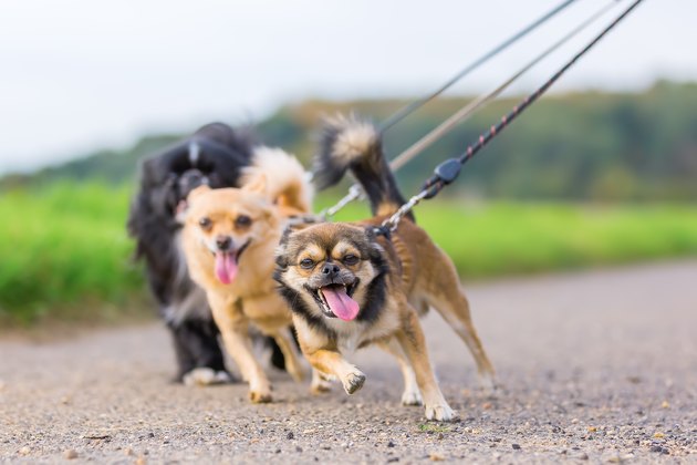 three little dogs side by side  pulling at the leash