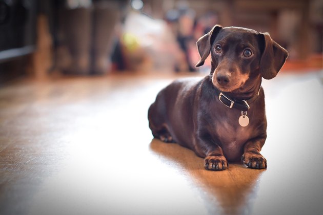 Close-Up Of Dachshund Dog