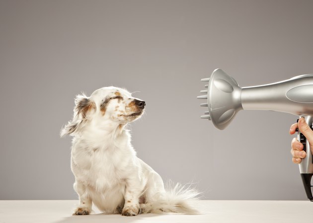 Dog being blown by hairdryer