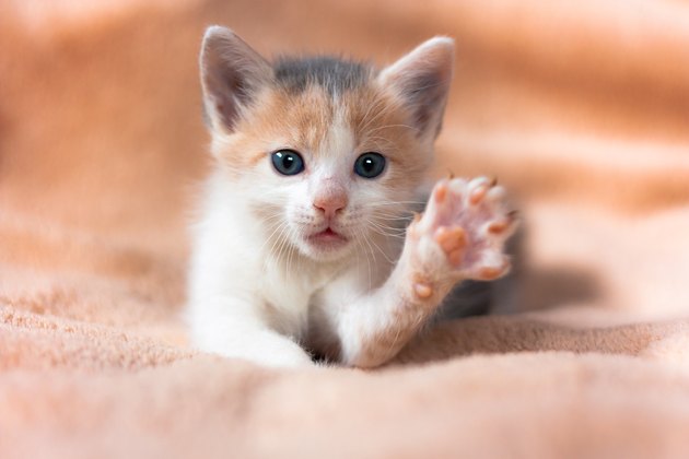 Close-up portrait of funny, cute, beautiful tree-colored ginger kitten.Adorable little pet with a raised paw.Home cat, kid animals veterinary concept. Greeting card.