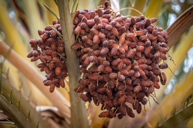 Bunch of dates growing on tree