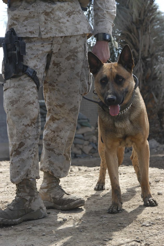 A Belgium Malonois military working dog stands by his handler.