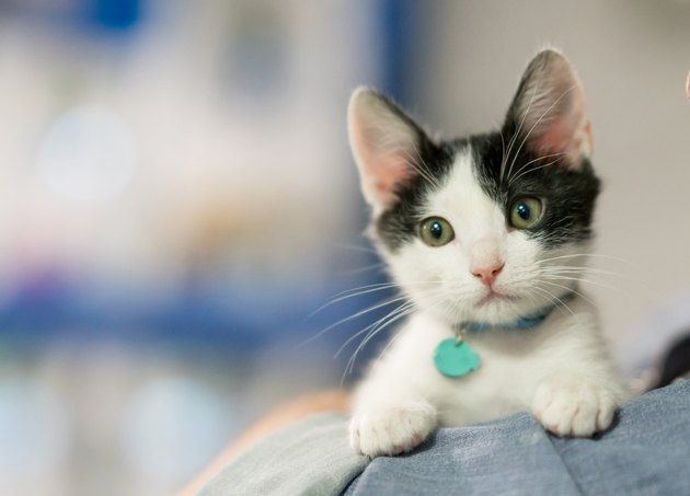 Beautiful rescued kitten