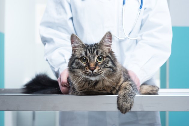 Veterinarian and Cat