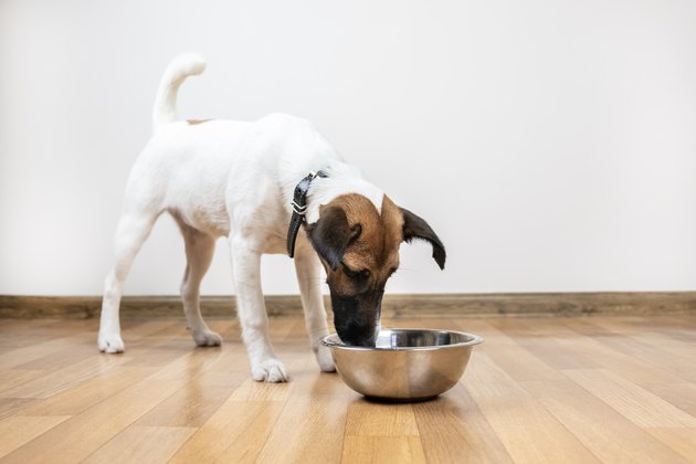 Smooth fox terrier puppy eats from bowl in a room