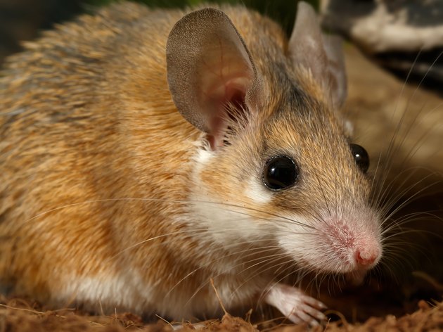 Close-up portrait of mouse. Gaze. Big eyes.