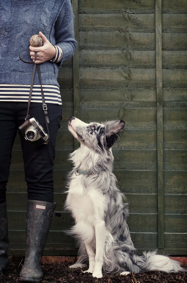 Border Collie dog with owner