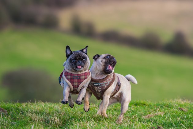 Two Pugs playing together