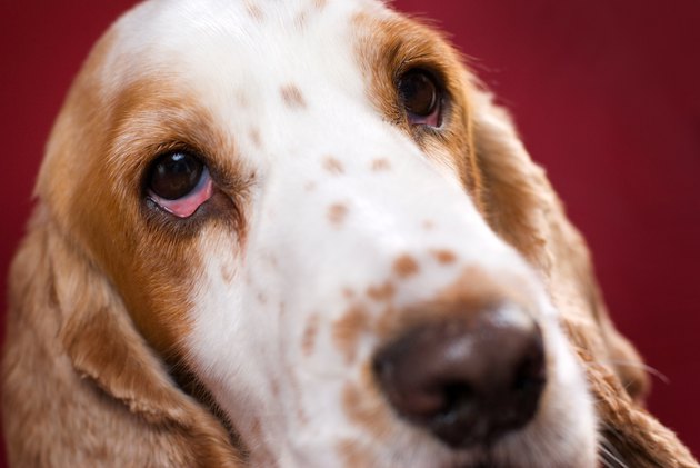 Bloodshot eye of spaniel.