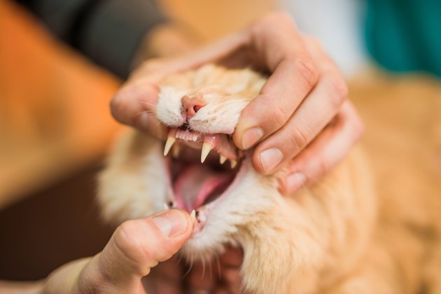 Veterinarian checking young male Maine Coons teeth health.